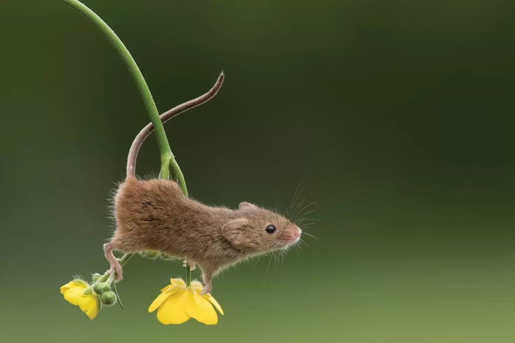 The Acrobat - Harvest Mouse