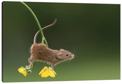 The Acrobat - Harvest Mouse Canvas Art Print - Dean Mason