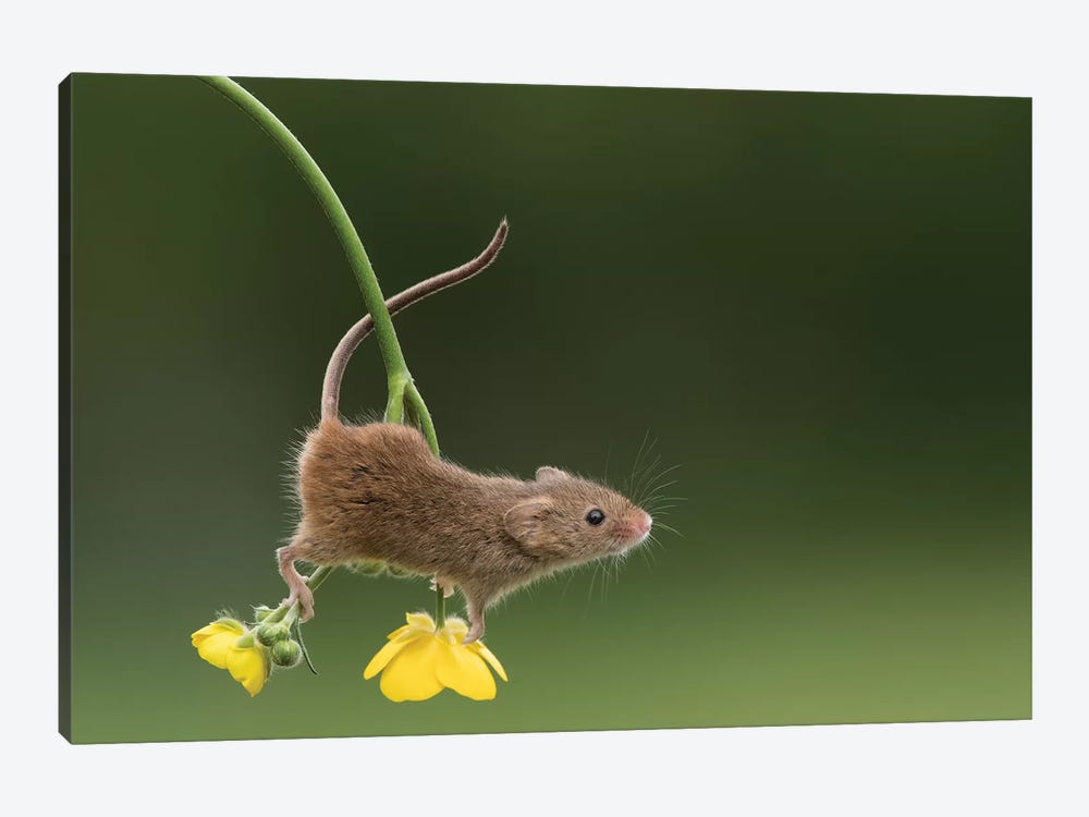The Acrobat - Harvest Mouse by Dean Mason 1-piece Art Print