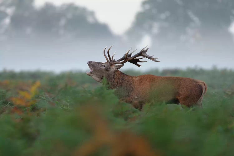 The Bellowing Stag