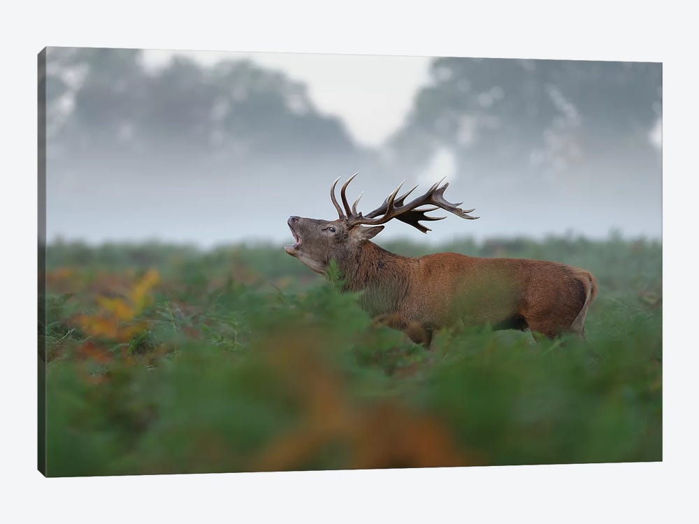 The Bellowing Stag by Dean Mason 1-piece Canvas Art
