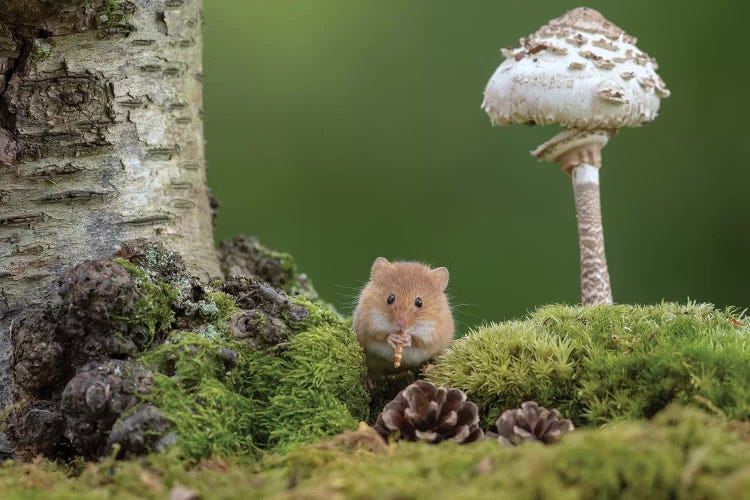 The Flute Player - Harvest Mouse by Dean Mason wall art