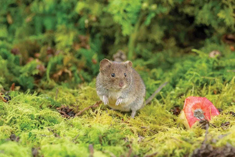 Bank Vole And Apple by Dean Mason wall art