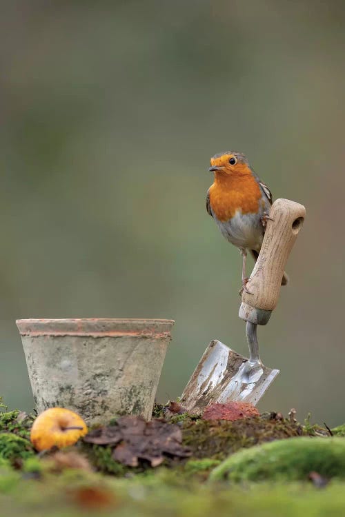 The Garden Assistant