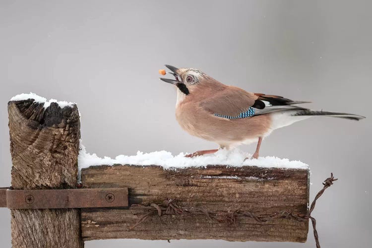 The Juggling Jay by Dean Mason wall art