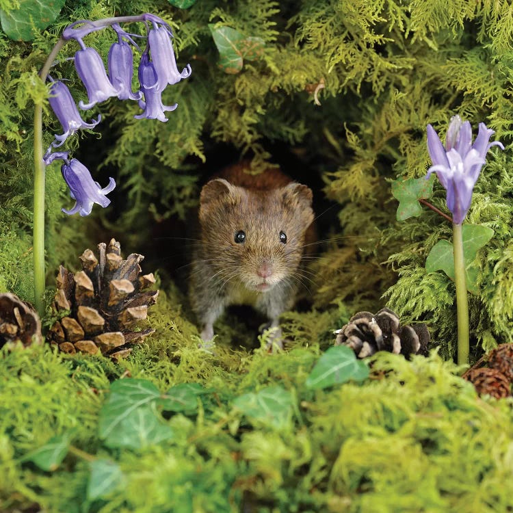 Bank Vole At Home by Dean Mason wall art