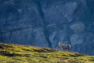 Lone Sheep by Dennis Frates canvas print