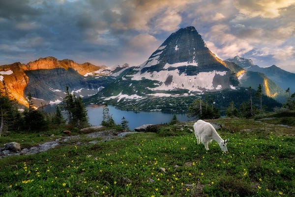 Goats: Goat Mountain by Dennis Frates
