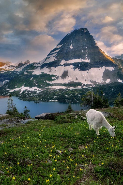 Goat Mountain II by Dennis Frates wall art