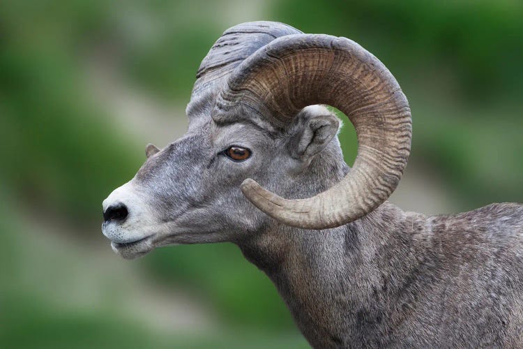 Big Horn Sheep