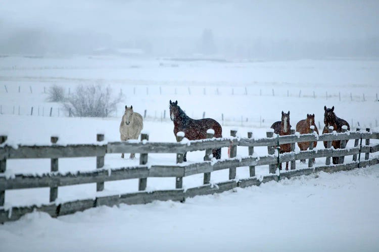 Horse Winter