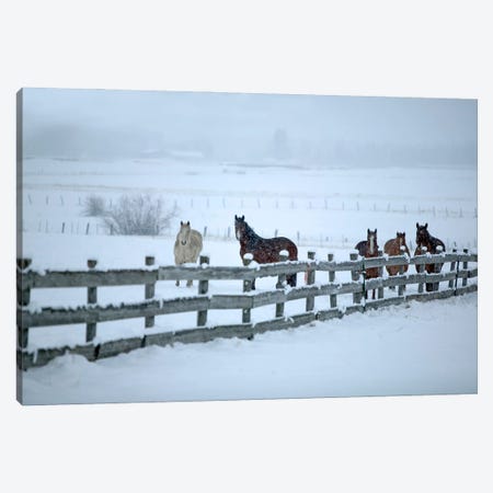 Horse Winter Canvas Print #DEN1007} by Dennis Frates Canvas Art