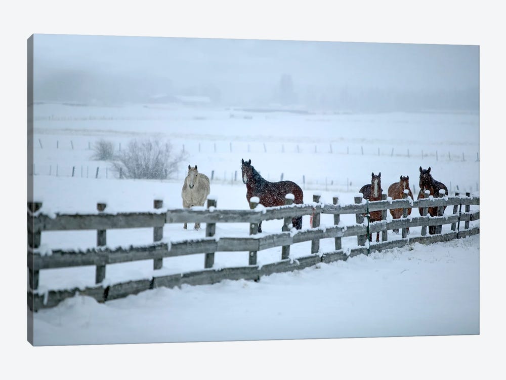 Horse Winter by Dennis Frates 1-piece Canvas Wall Art