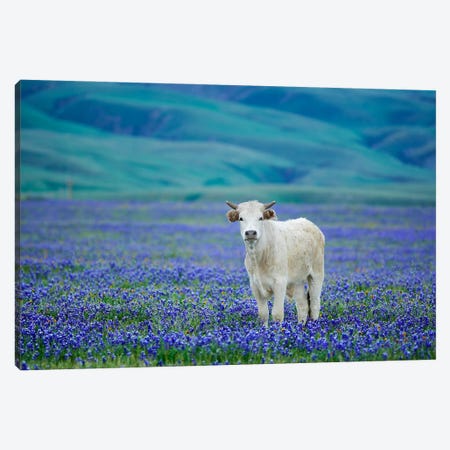 Lone Cow In Lupine Canvas Print #DEN1008} by Dennis Frates Canvas Art Print