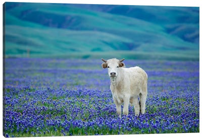 Lone Cow In Lupine Canvas Art Print - Lupines