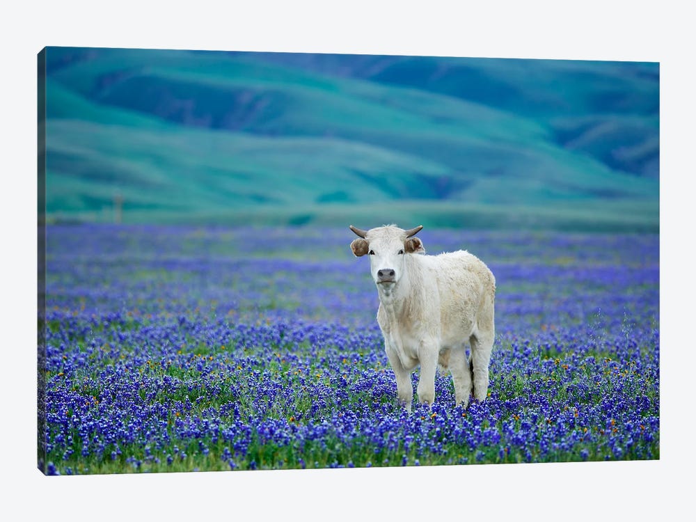 Lone Cow In Lupine by Dennis Frates 1-piece Canvas Art Print