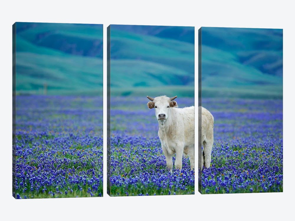 Lone Cow In Lupine by Dennis Frates 3-piece Art Print