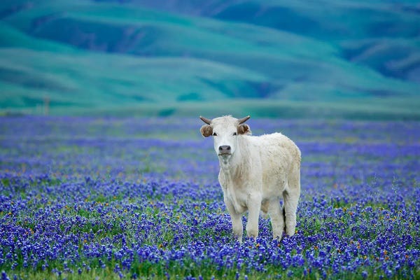 Lupines: Lone Cow In Lupine by Dennis Frates