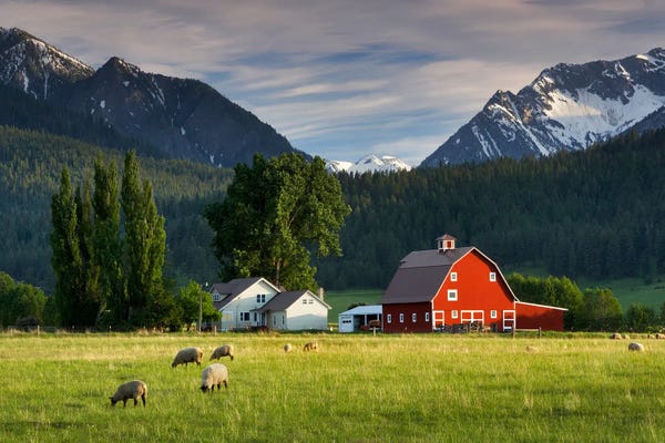 Sheep: Mountain Farm by Dennis Frates