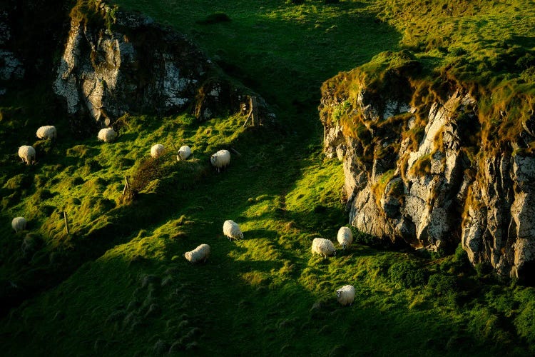Grazing Sheep by Dennis Frates wall art