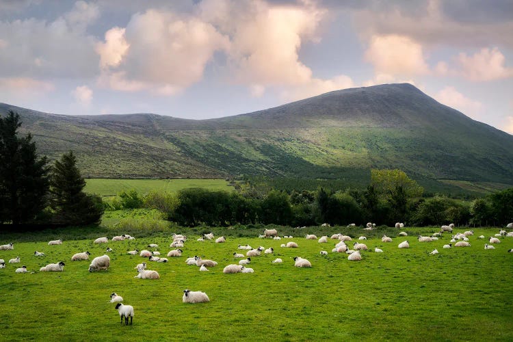 Grazing Sheep II
