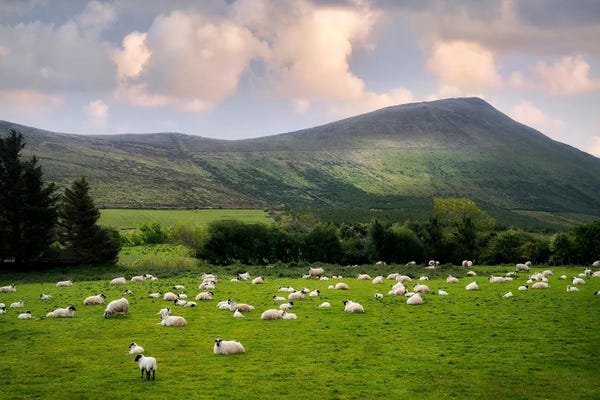 Sheep: Grazing Sheep II by Dennis Frates