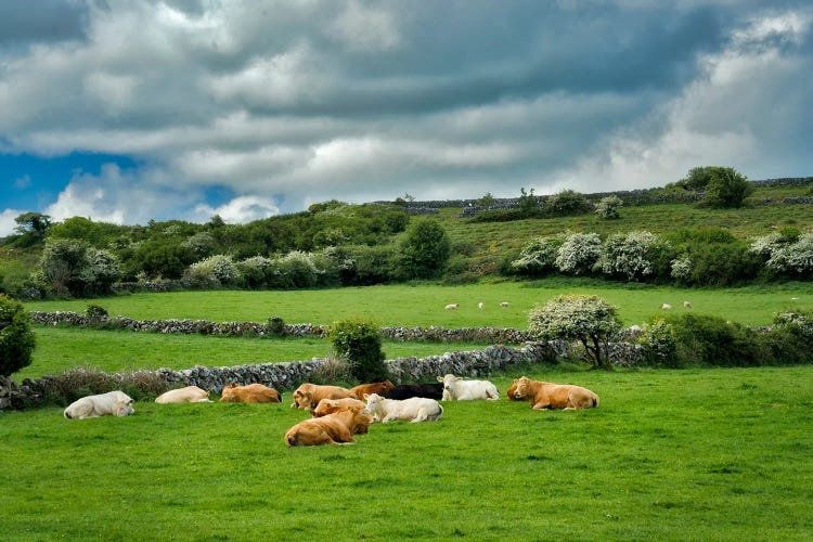 Irish Pasture