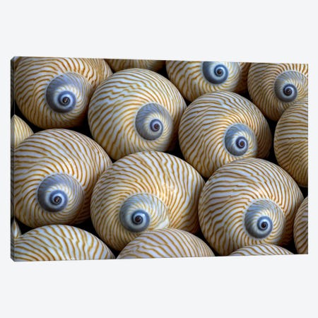 Sea Shells XI Canvas Print #DEN1015} by Dennis Frates Art Print