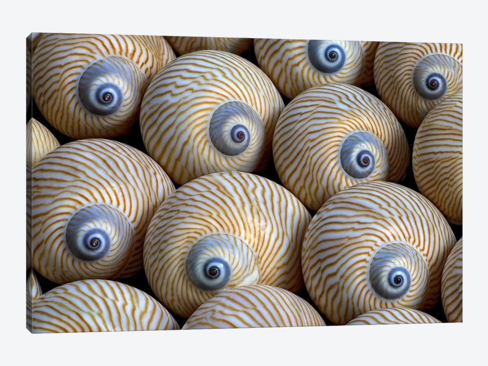 Sea Shells XI by Dennis Frates 1-piece Art Print