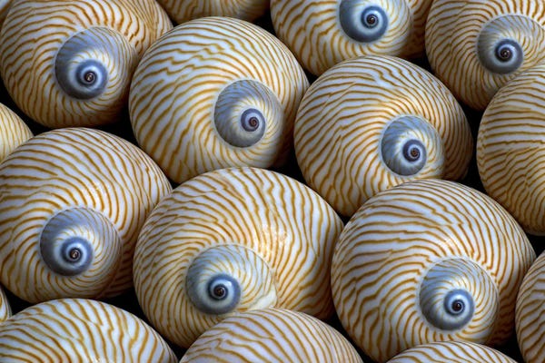 Sea Shells XI