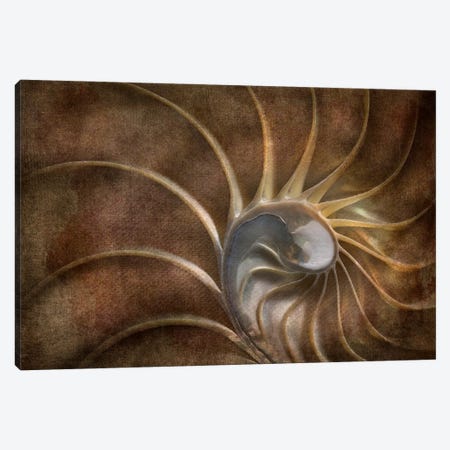Sea Shell XII Canvas Print #DEN1016} by Dennis Frates Canvas Art Print