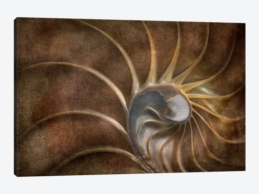 Sea Shell XII by Dennis Frates 1-piece Canvas Art