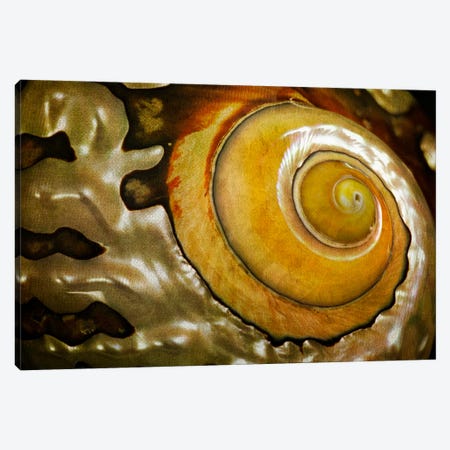 Sea Shell XIII Canvas Print #DEN1017} by Dennis Frates Art Print