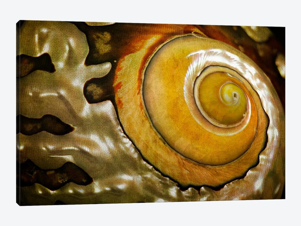 Sea Shell XIII by Dennis Frates 1-piece Canvas Print