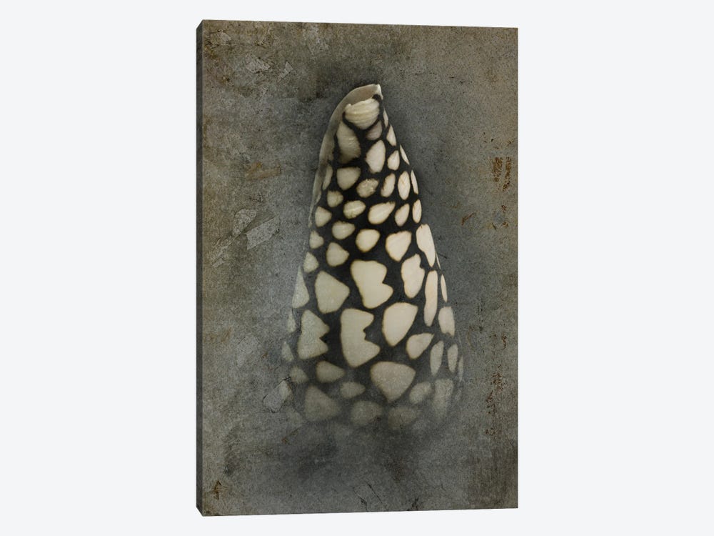 Sea Shell XV by Dennis Frates 1-piece Canvas Print