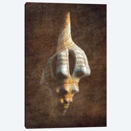 Sea Shell XVI Canvas Print #DEN1020} by Dennis Frates Art Print