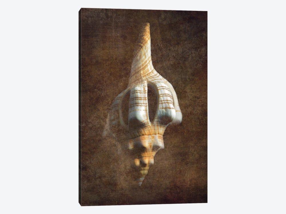 Sea Shell XVI by Dennis Frates 1-piece Canvas Art Print
