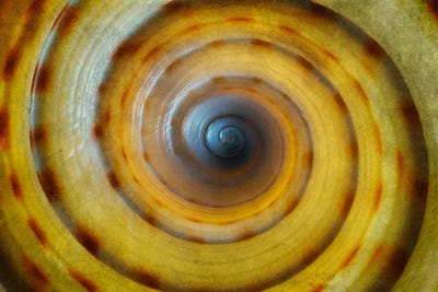 Sea Shell XVII by Dennis Frates canvas print