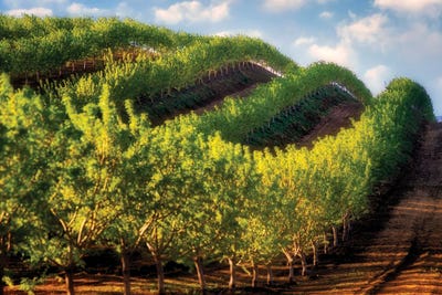 Hillside Orchard by Dennis Frates framed wall art