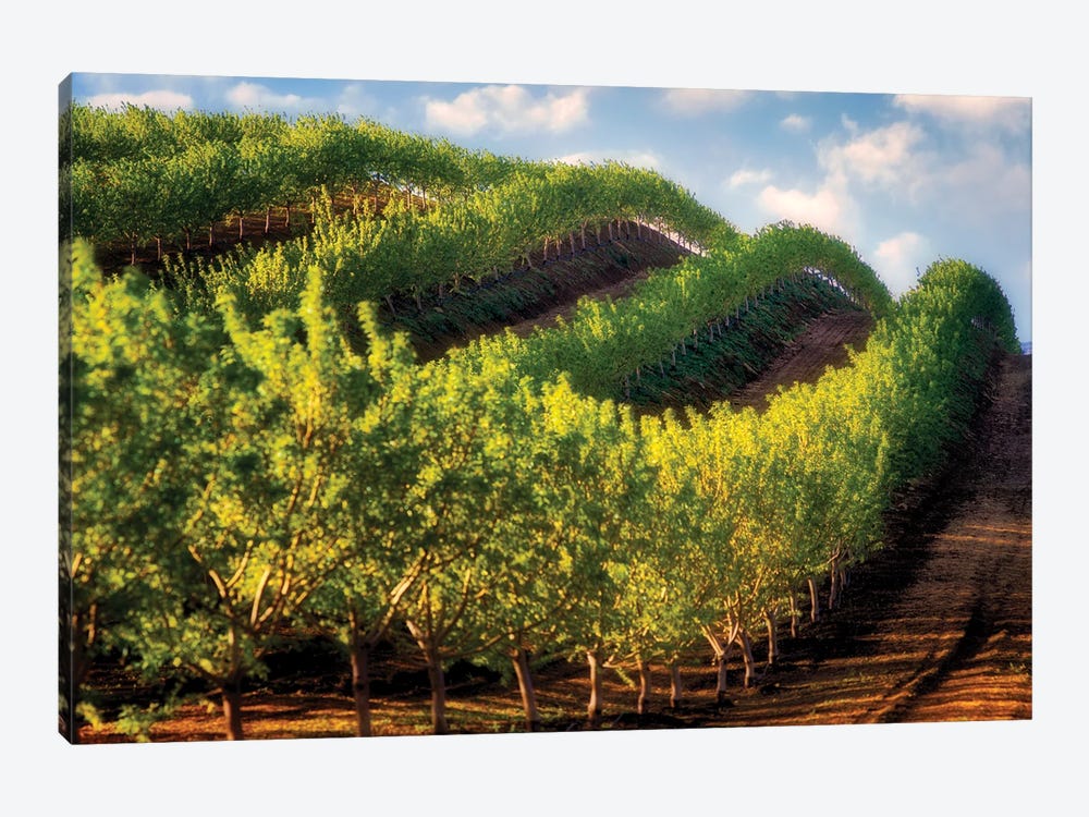 Hillside Orchard by Dennis Frates 1-piece Canvas Wall Art