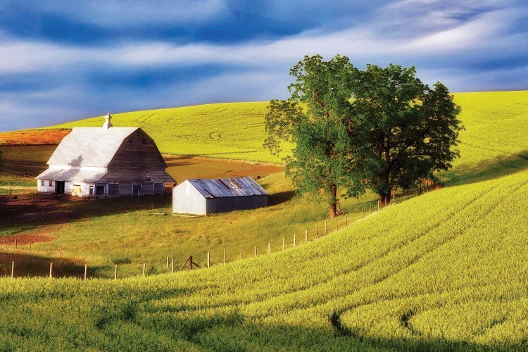 Canola Field