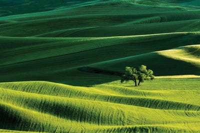 Palouse Hills Tree by Dennis Frates canvas print
