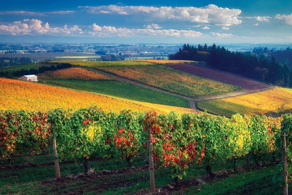 Vineyard Fields