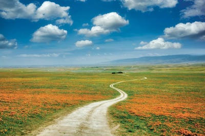 Spring Road by Dennis Frates canvas print