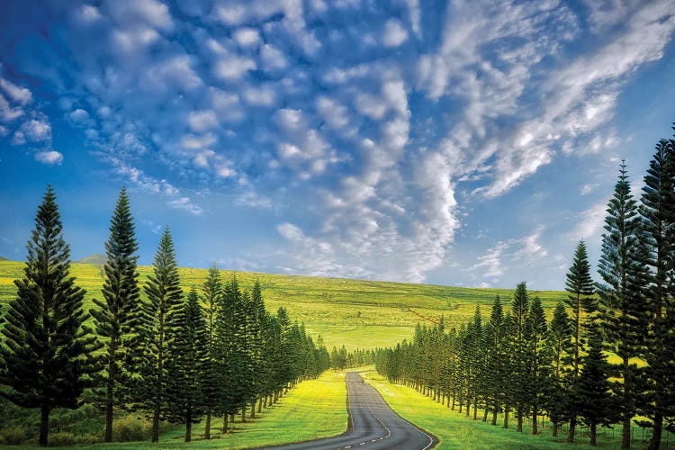 Tropical Road by Dennis Frates wall art