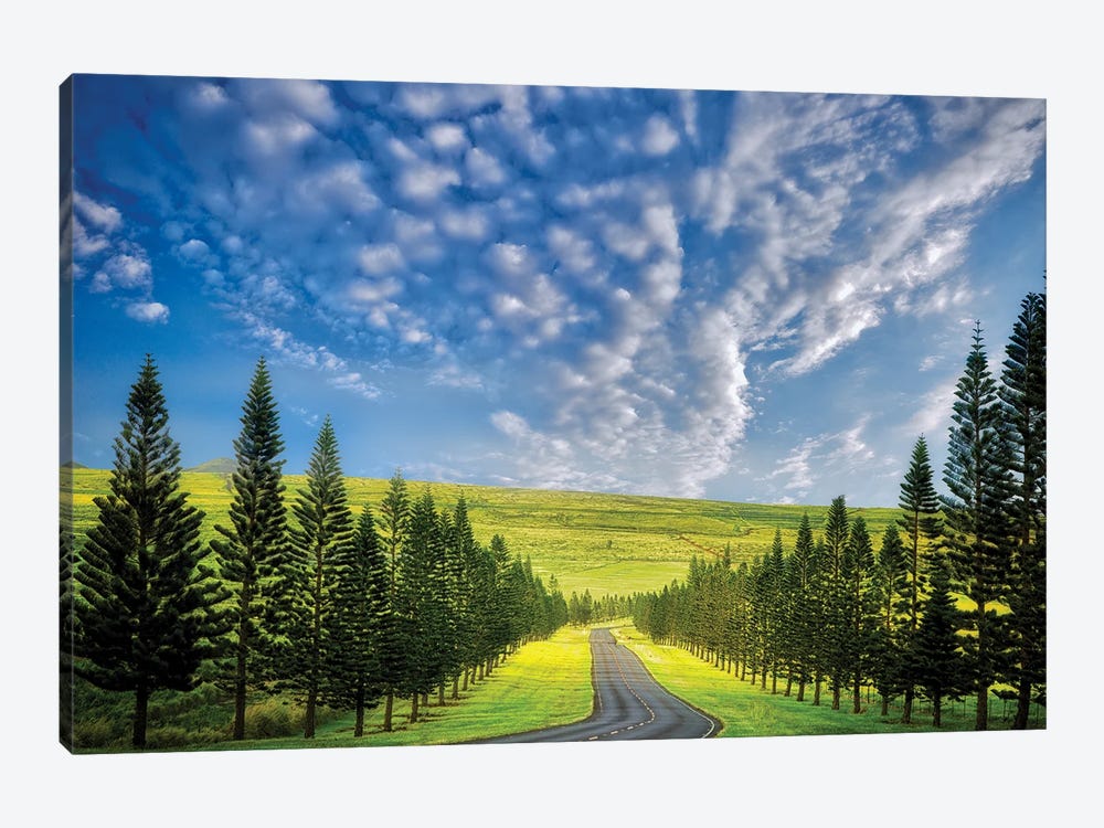 Tropical Road by Dennis Frates 1-piece Canvas Print