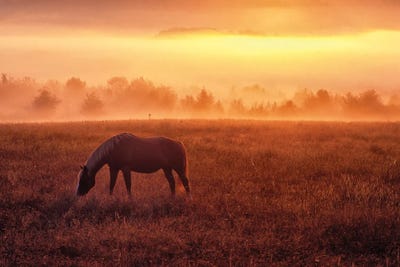 Horse Sunrise by Dennis Frates canvas print
