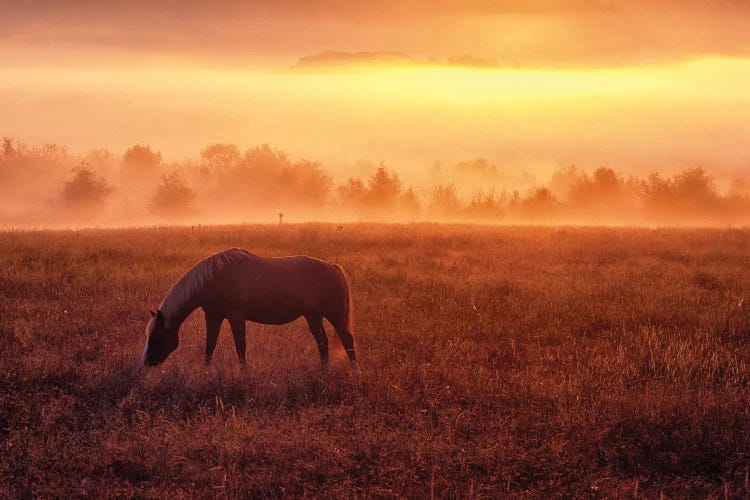 Horse Sunrise