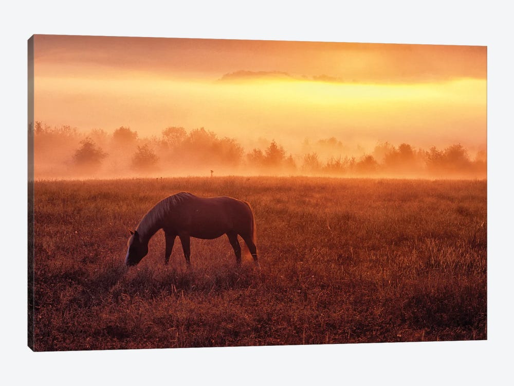 Horse Sunrise by Dennis Frates 1-piece Canvas Wall Art