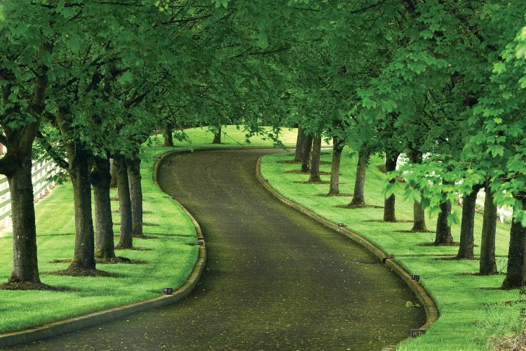 Tree Lined Road II